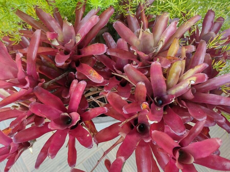 Aechmea 17