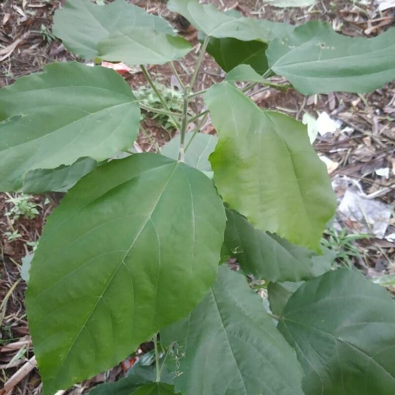 Alchornéa cuorifolia 5