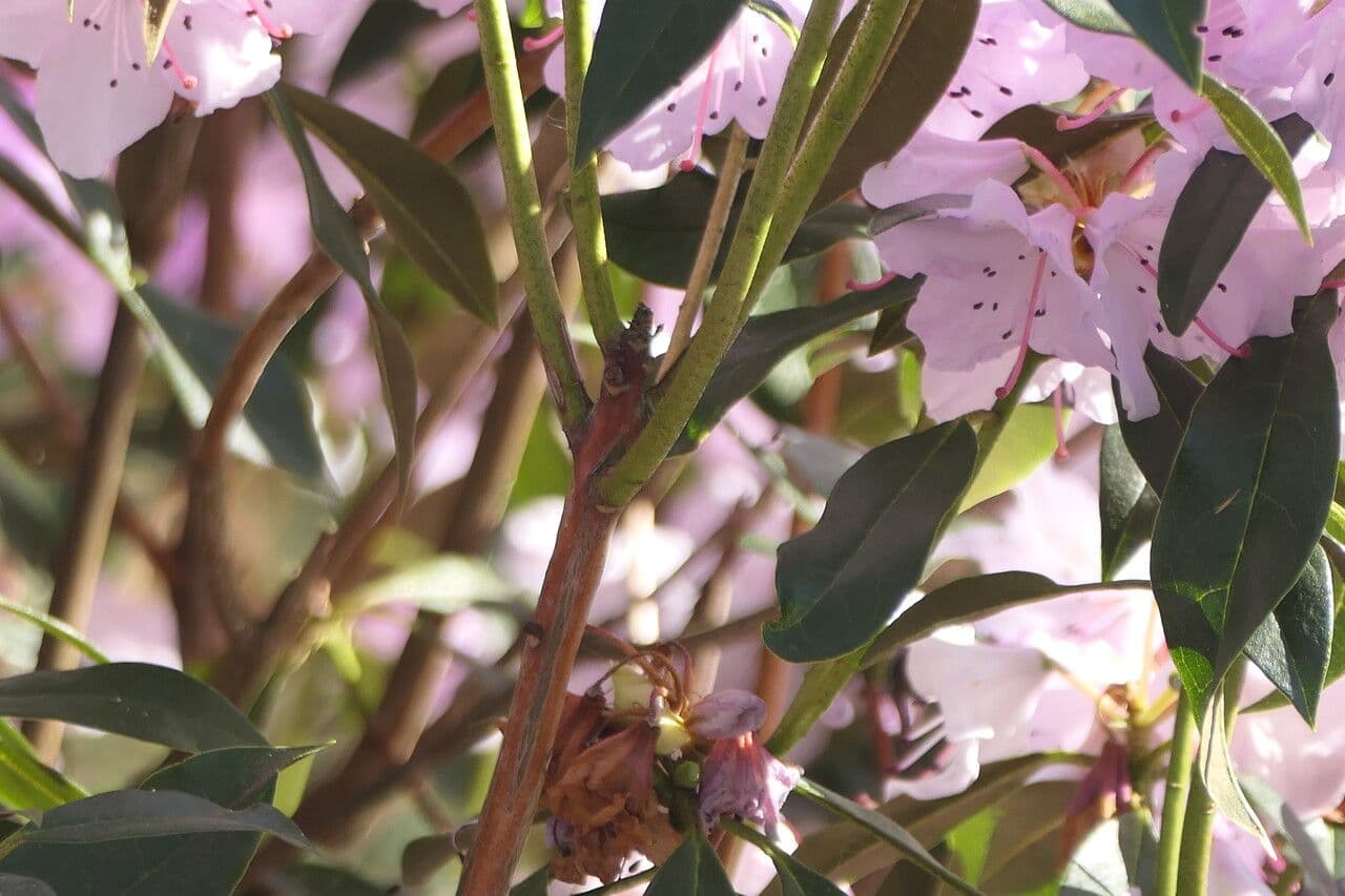 Rododendro 16