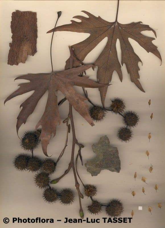 Platanus orientalis 26