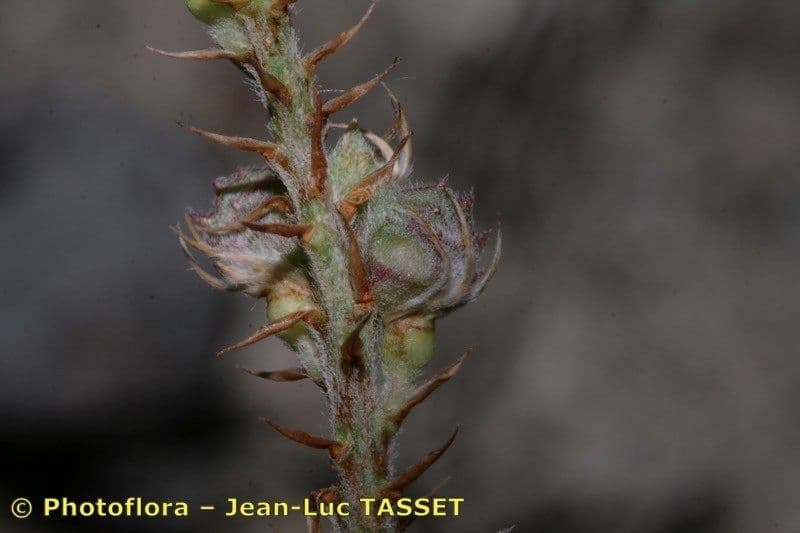 Sulla arenaria