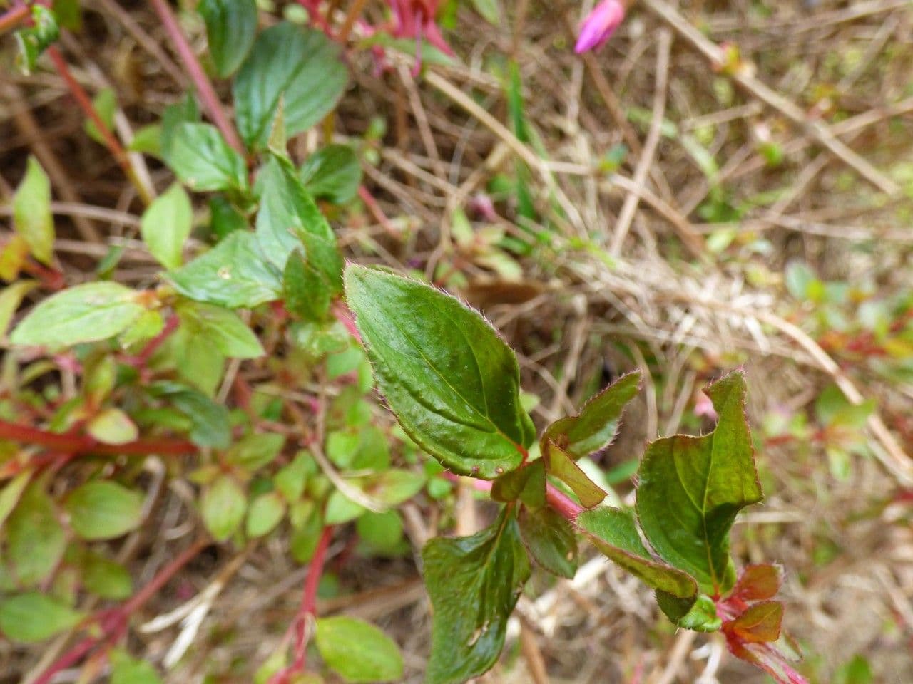 Centradenia 16