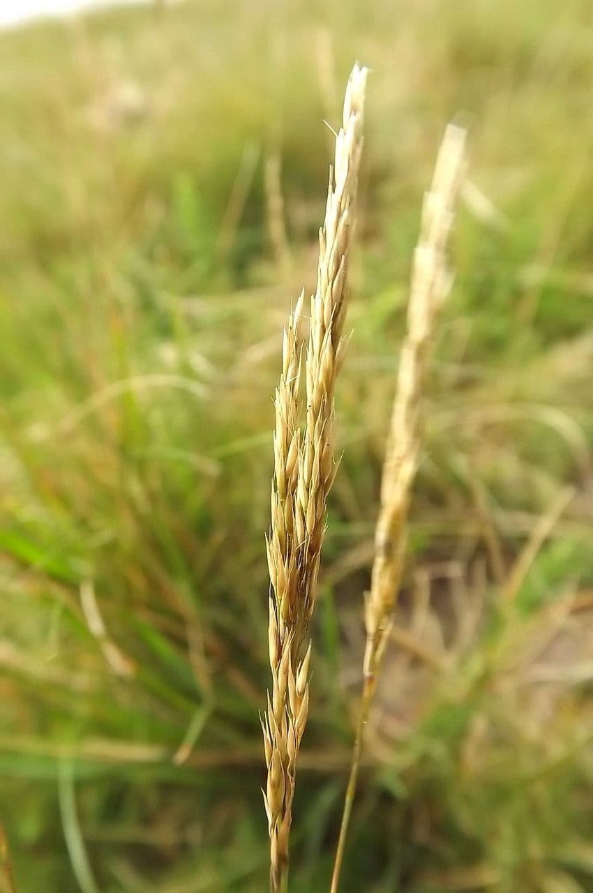 Agrostis curtisii 6