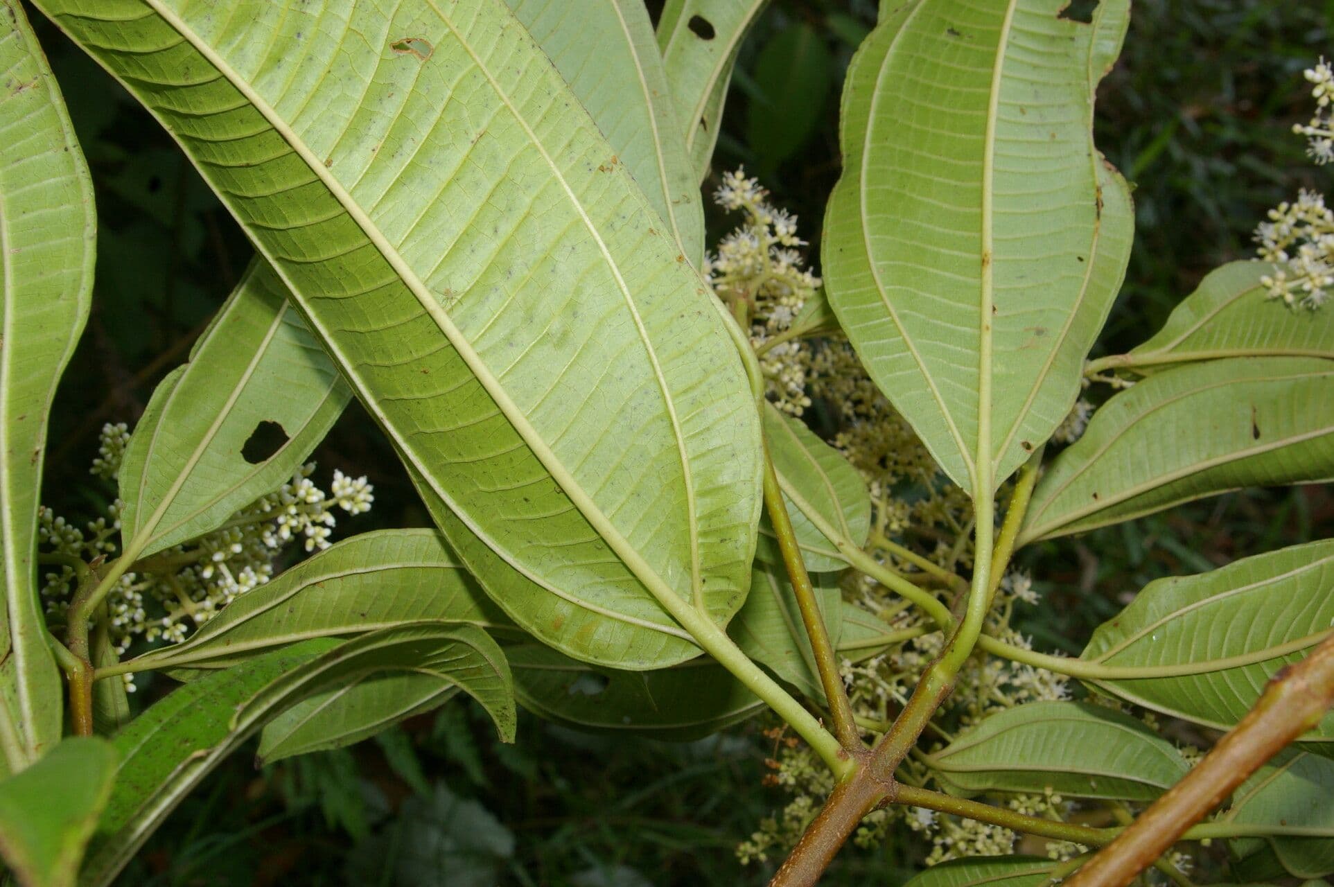 Miconia 3