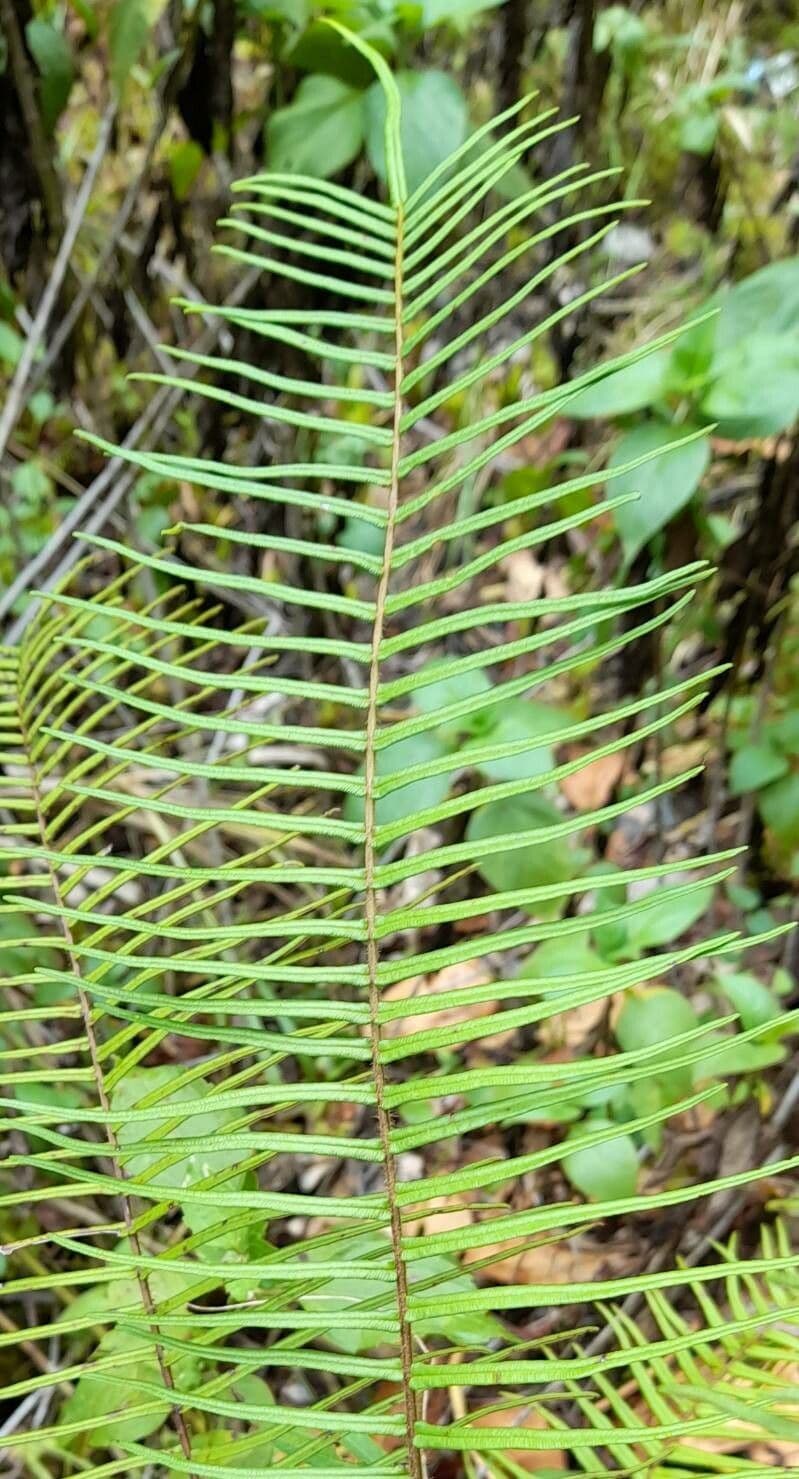 Pteris longifolia 4