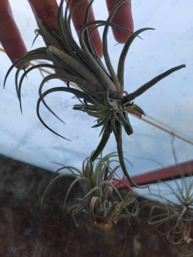 Tillandsia ionantha 18