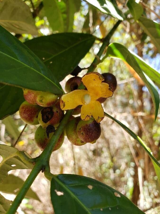 Siparuna 9