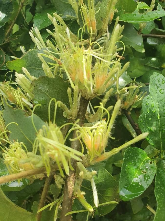 Erianthemum 3