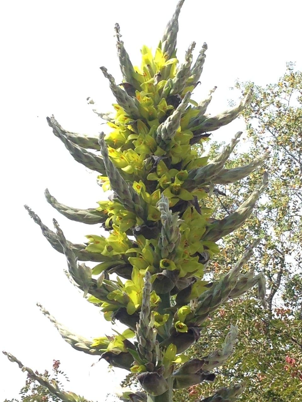 Puya 20