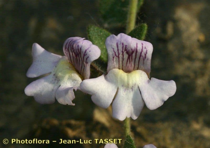 Chaenorhinum villosum 4