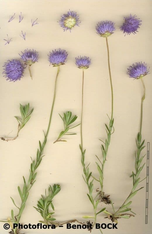 Jasione 27