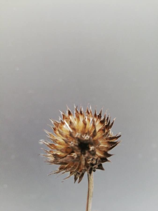 Giant-scabious