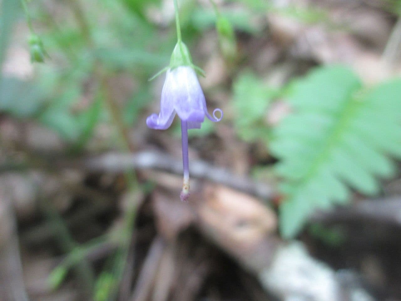Campanula 7