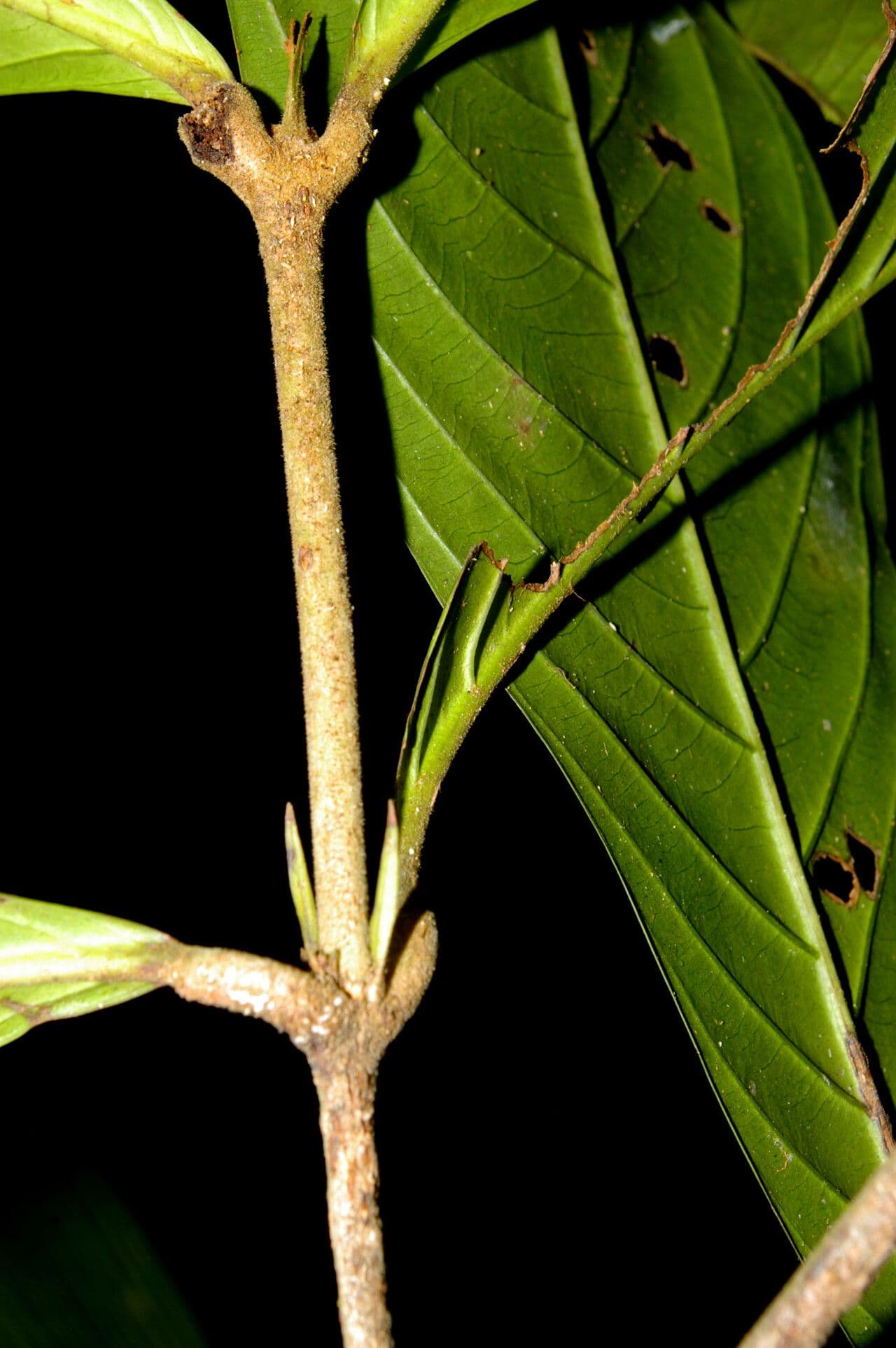 Quiina macrophylla 13