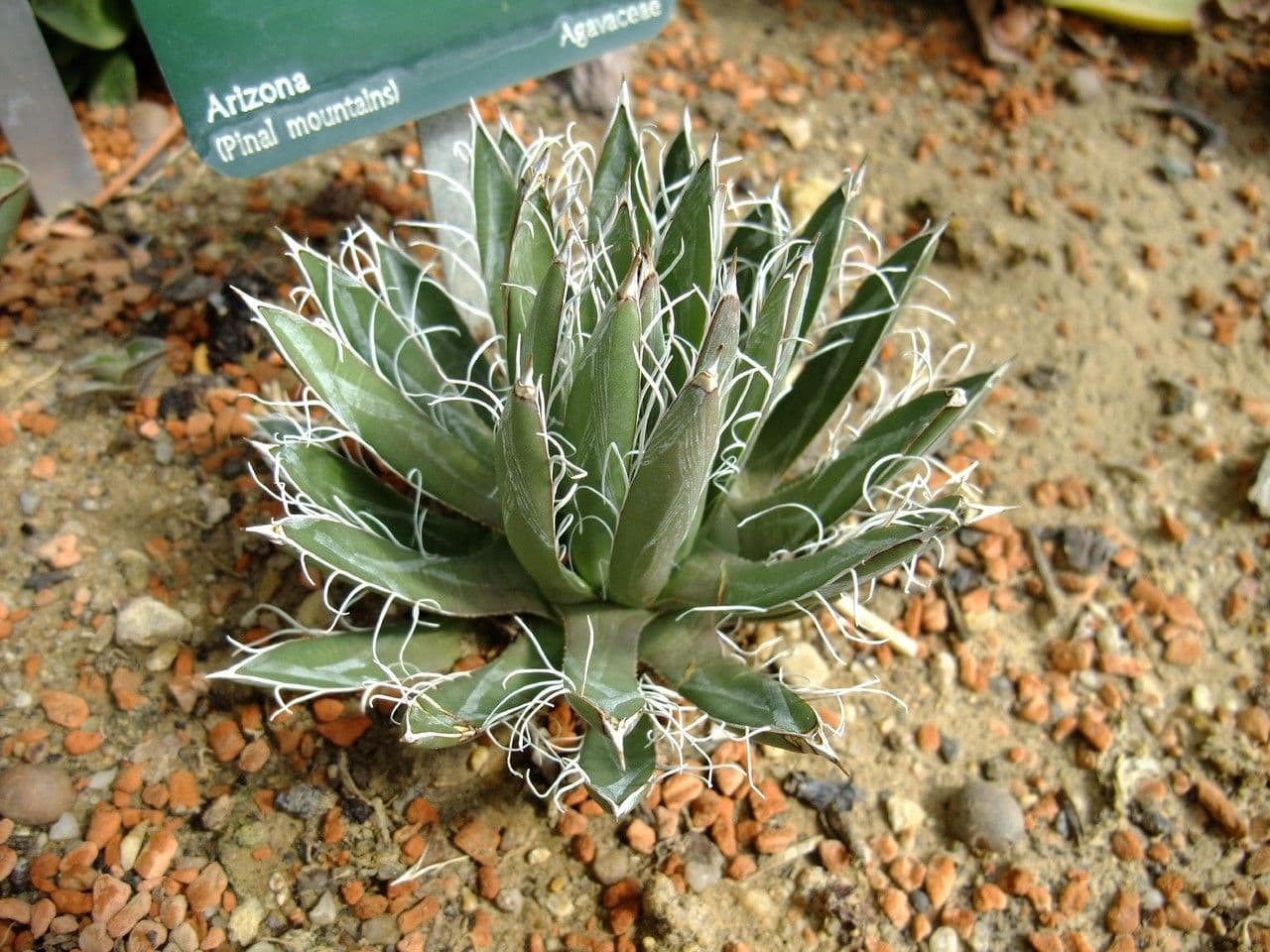 Agave 5