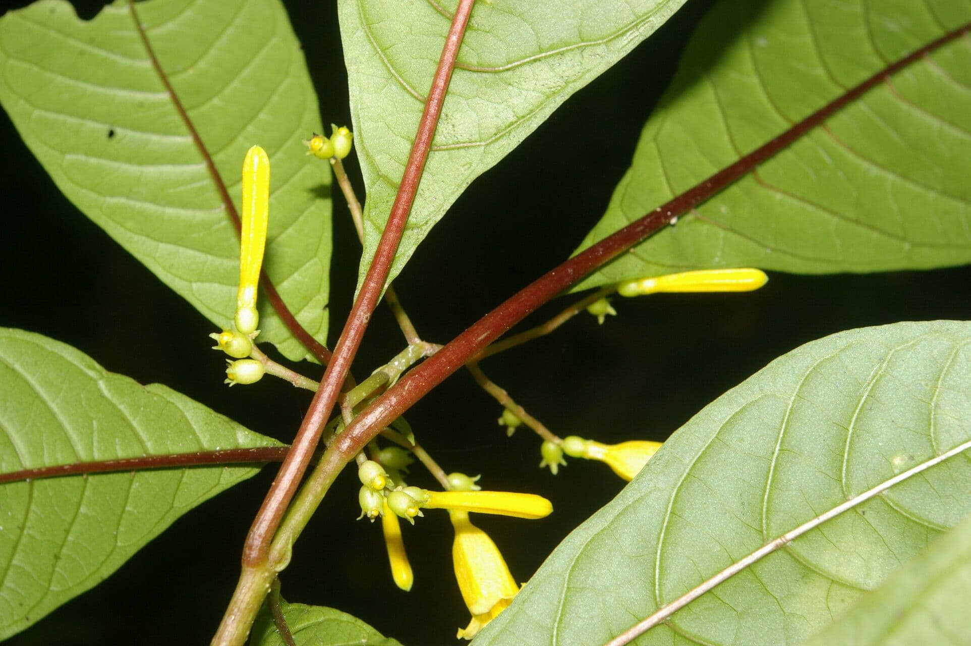 Balsamillo