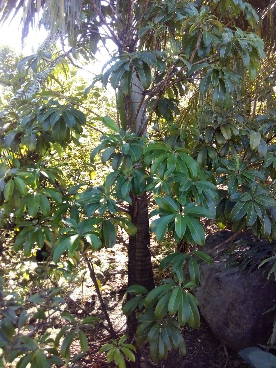 Sideroxylon