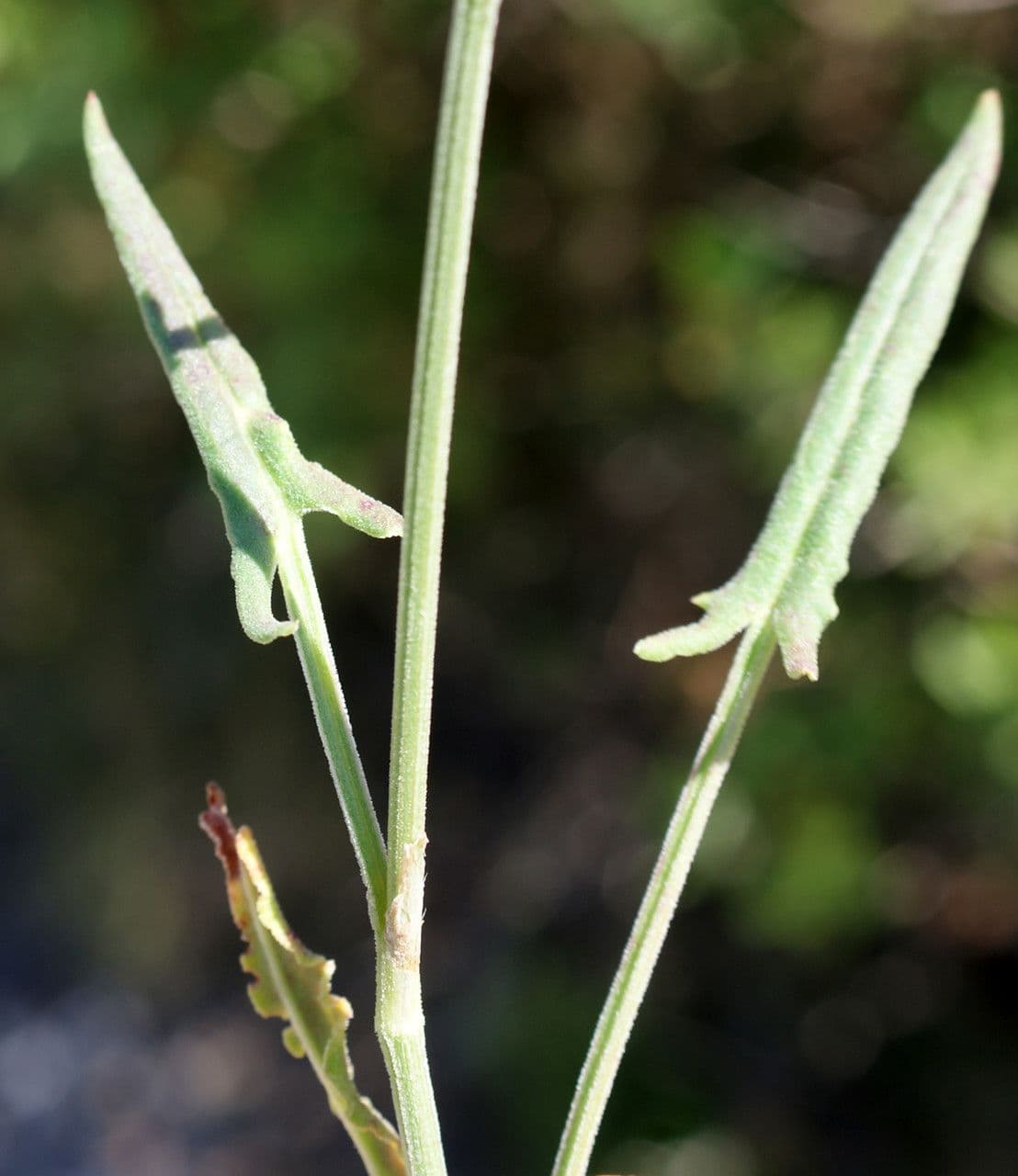 Rumex 18
