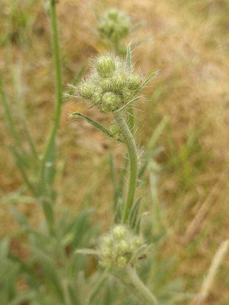 Sparviere echioide