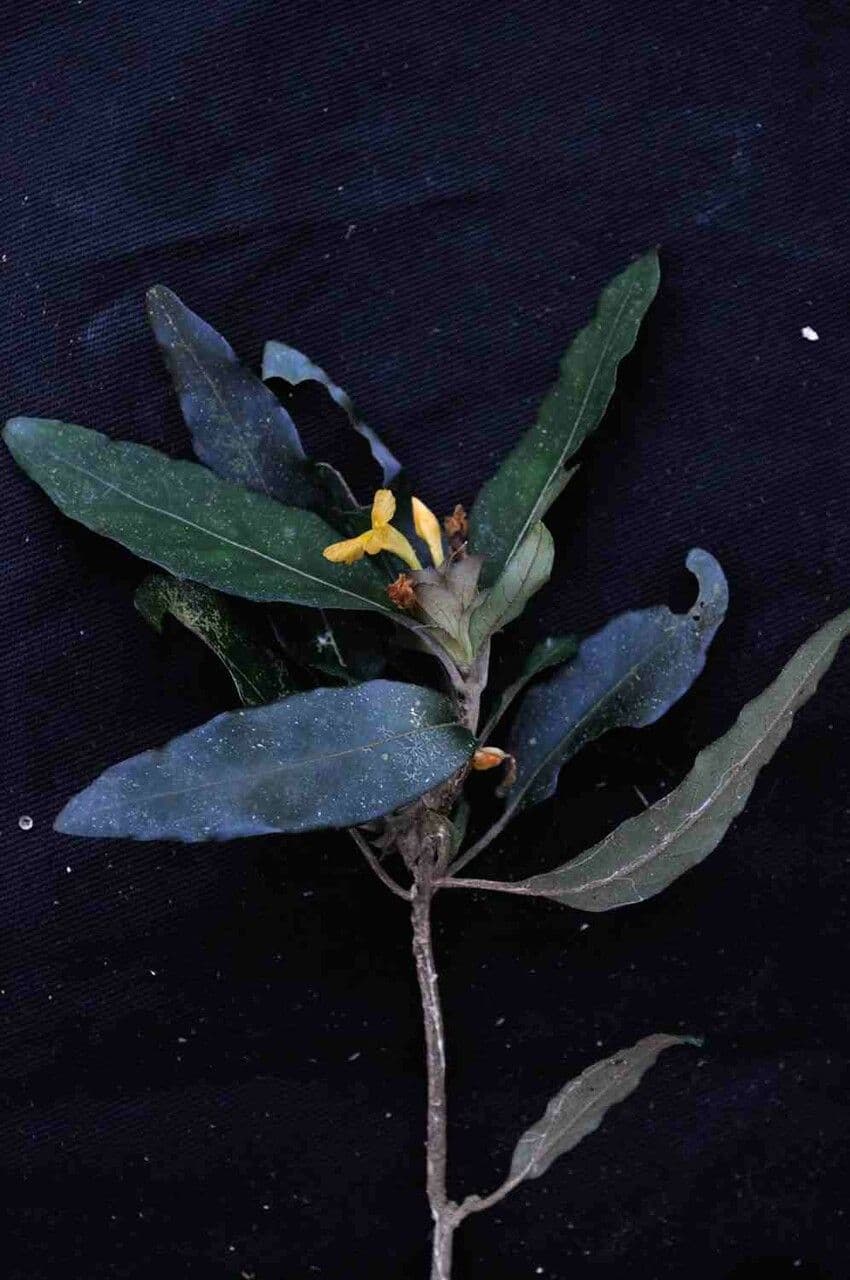 Aphelandra 6