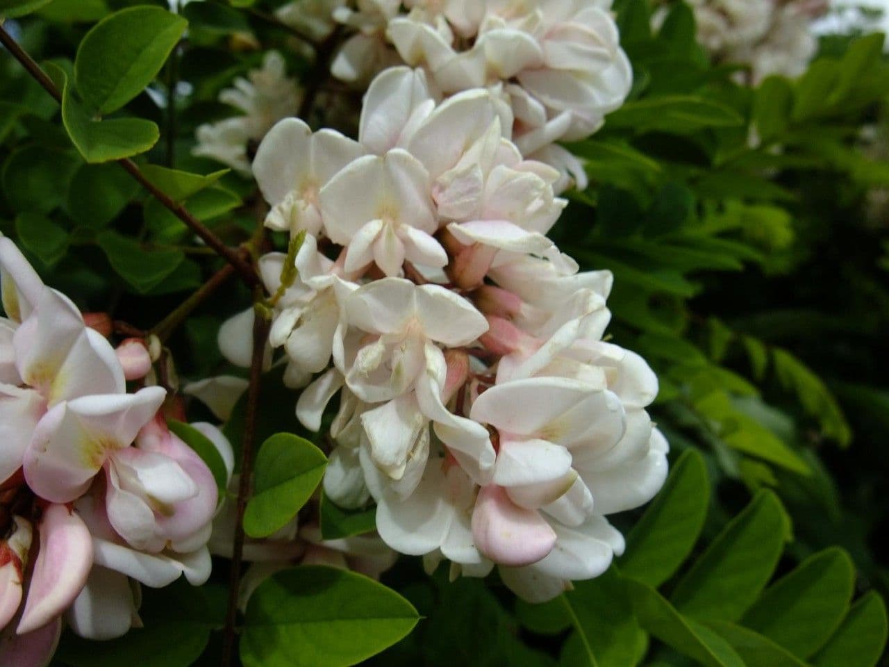 Robinia viscosa 8