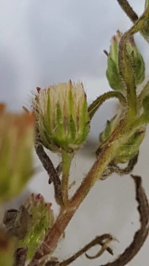 Inula fetida 11