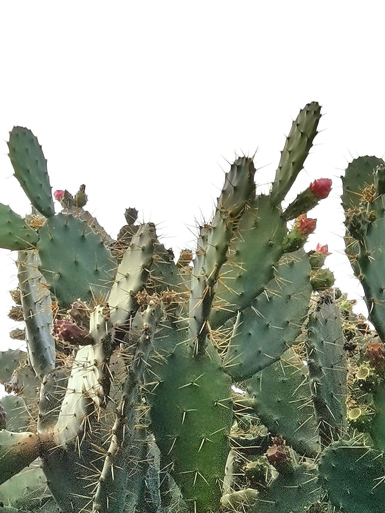 Opuntia alta 8