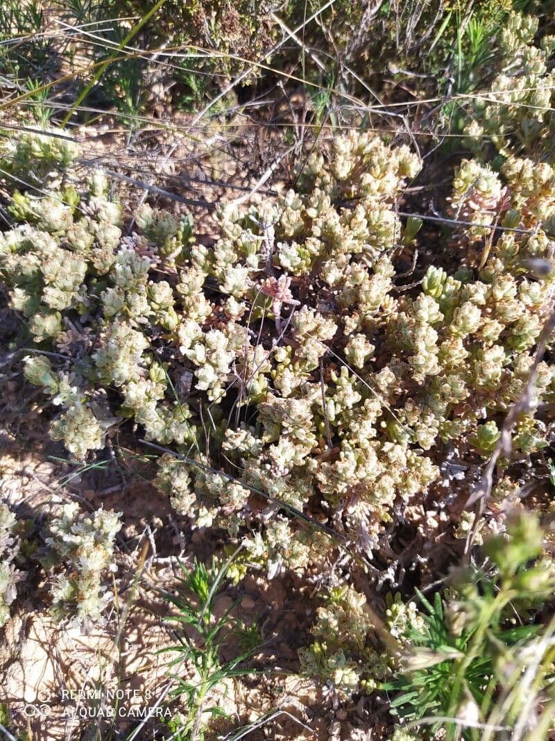 Psilocarphus 11