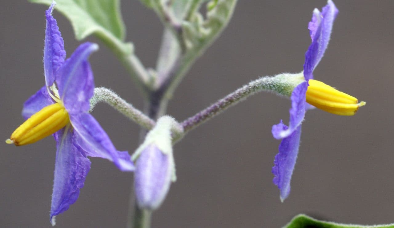 Solanum di Wright 5