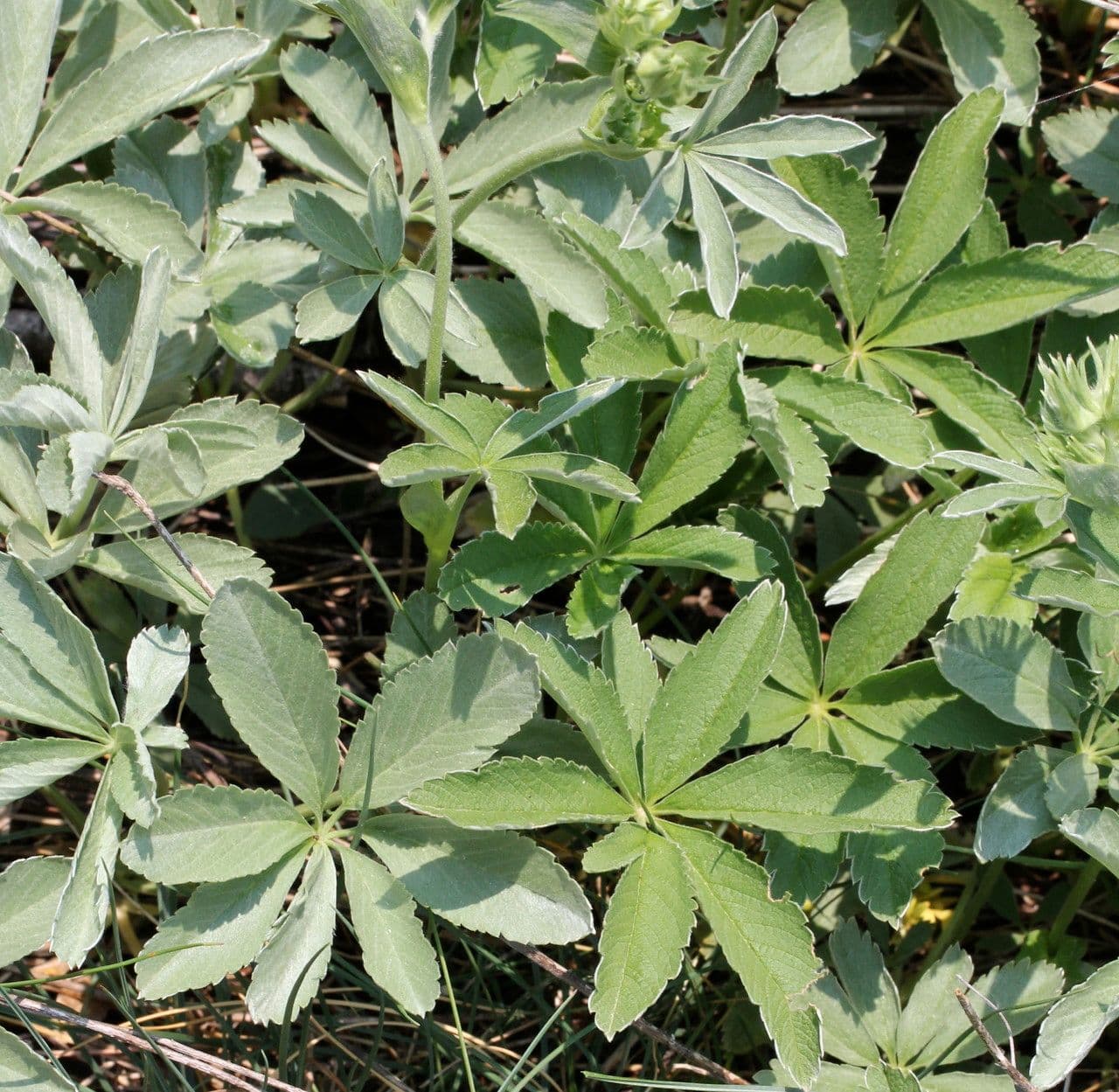 Potentilla valderiana 21