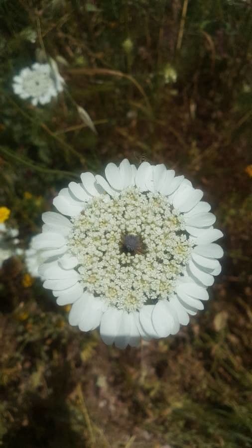Schuppige Artedia