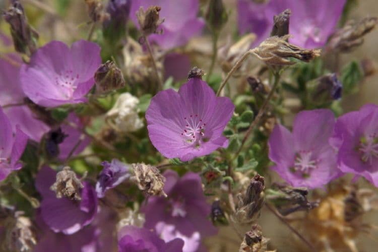 Malva di Parry 14