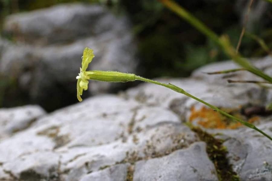 Silene giallastro 2