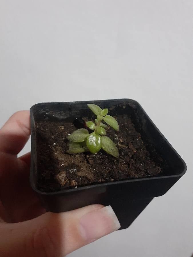Crassula di Volkens 13