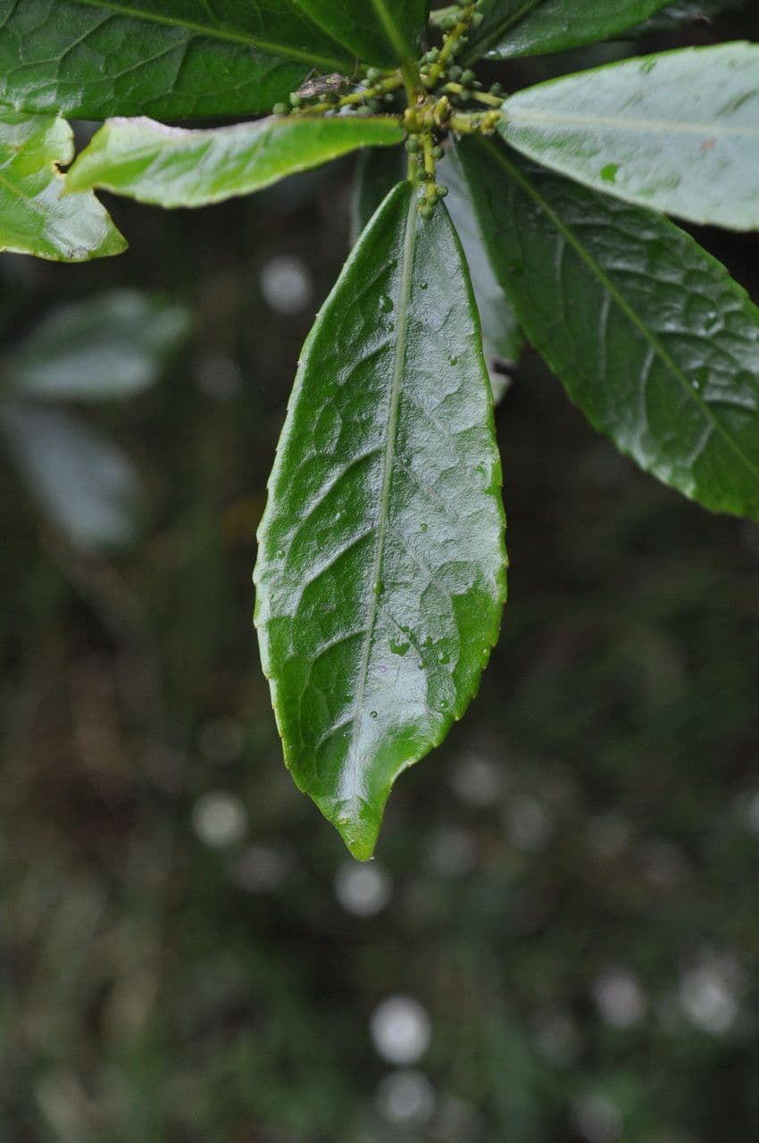 Claoxylon 11