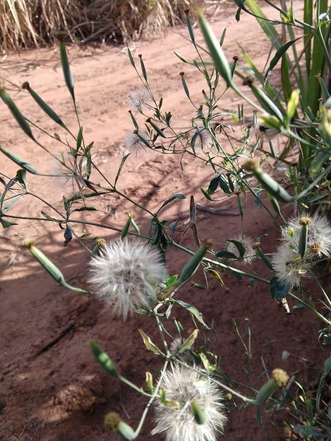 Säbel-Kratzdistel 13