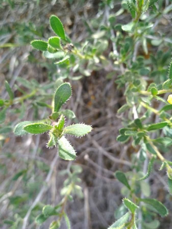 Falsa ginestra 15