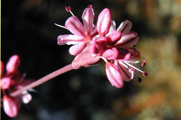 Goldteppich-Buckwheat 2