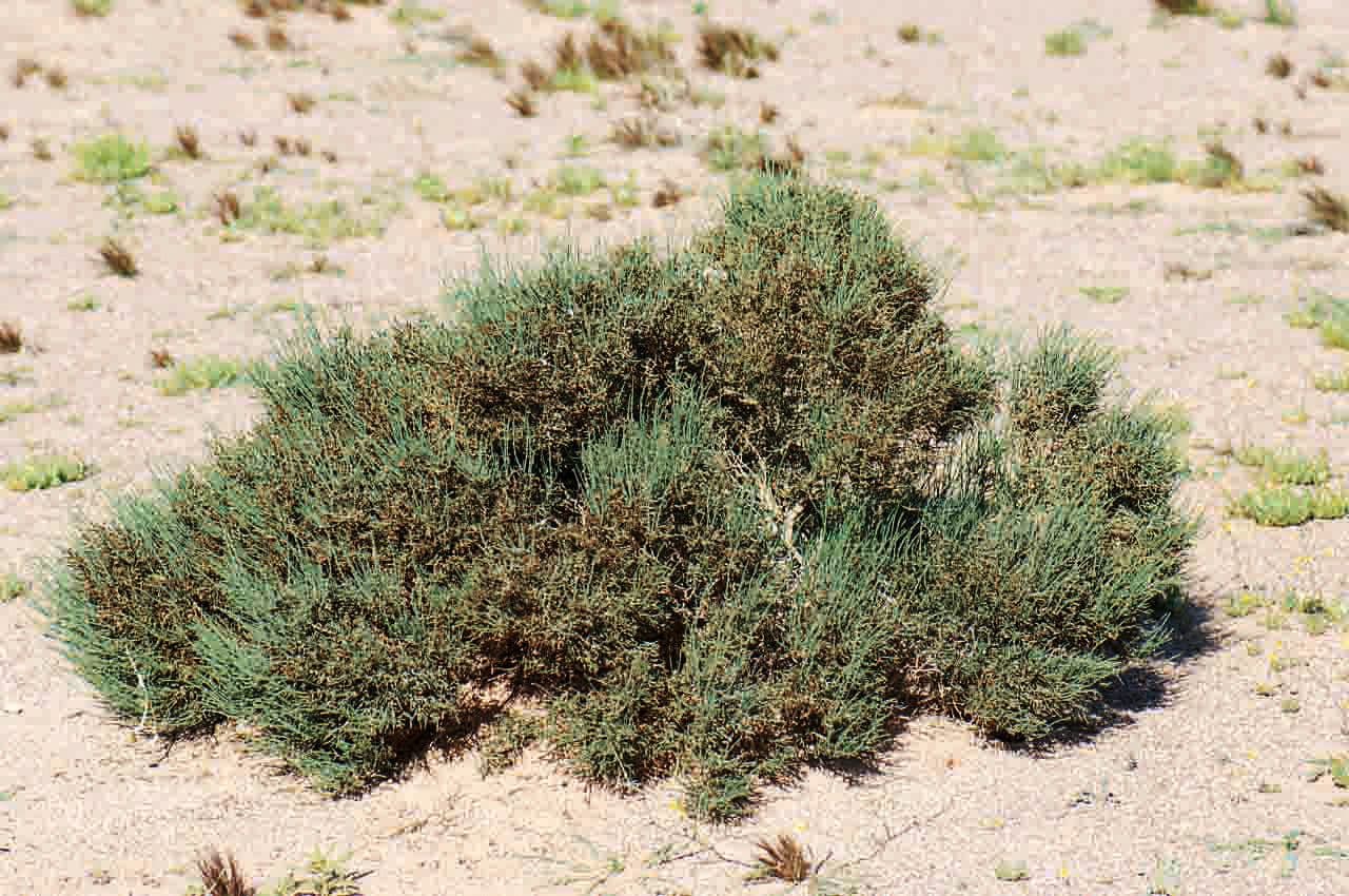 Haloxylon