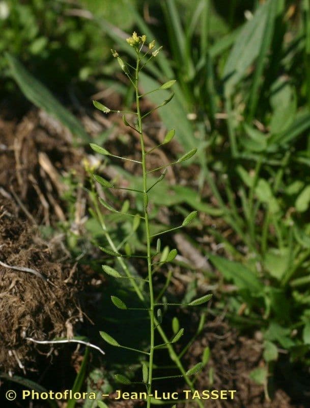 Draba lesná 19