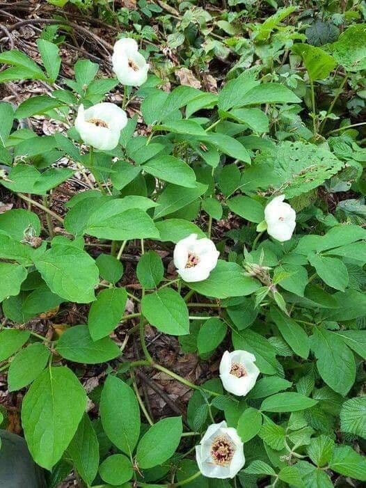 Peonia cinese 6
