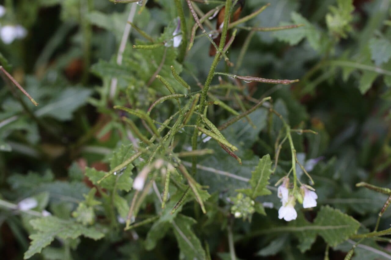 Rucola selvatica 25
