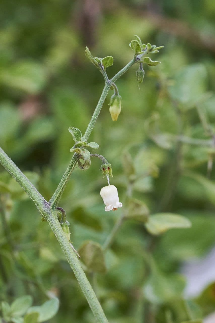 Salpichroa origanifolia 6