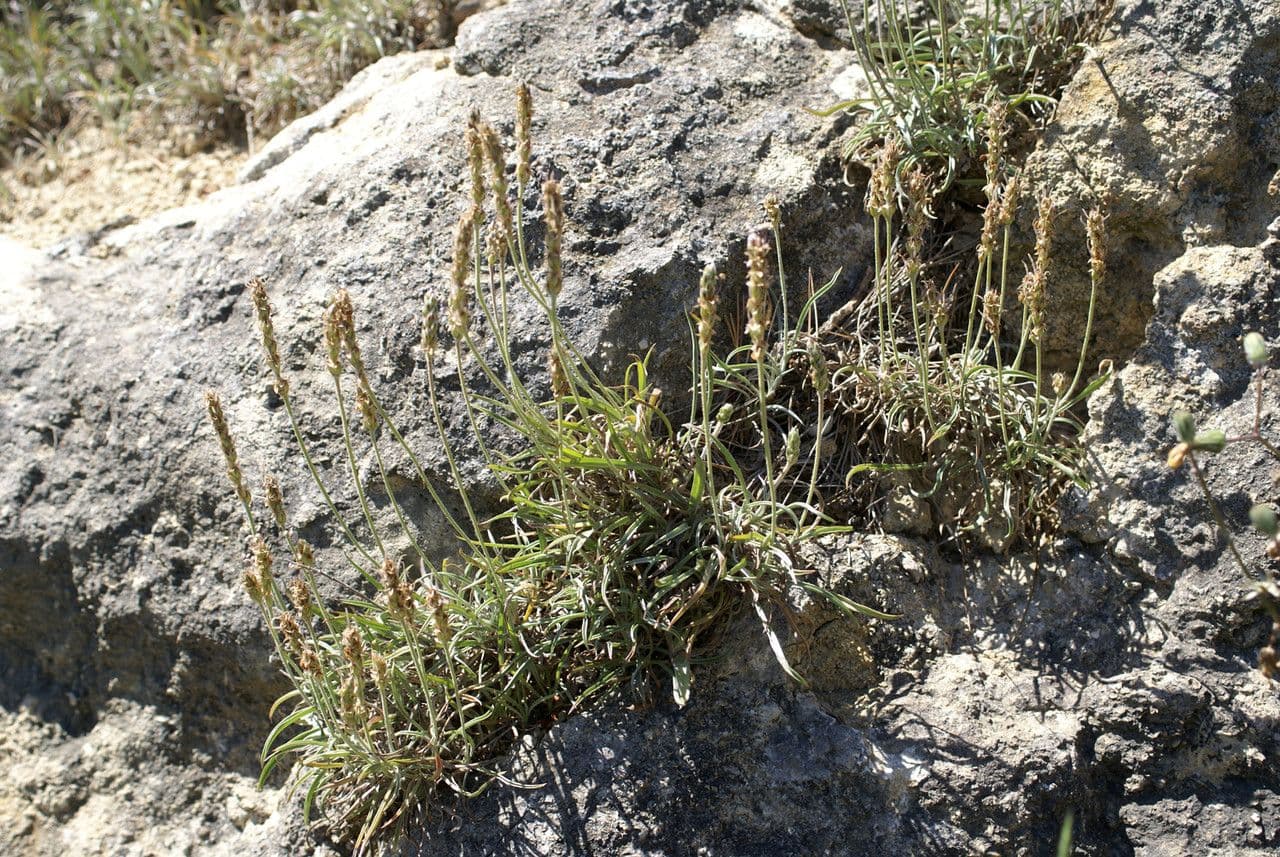 Piantaggine bianca 14