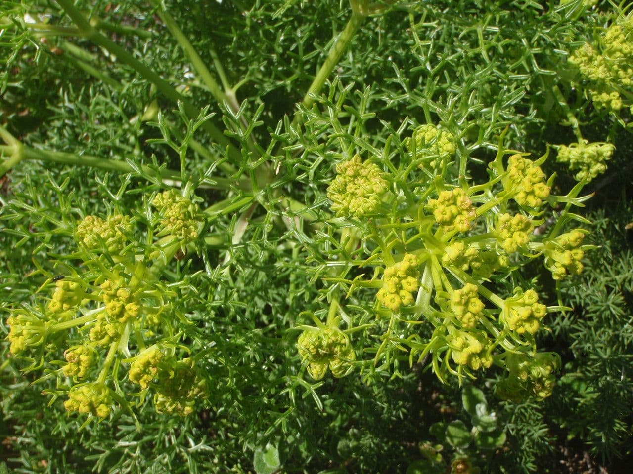Cachrys libanotis 5