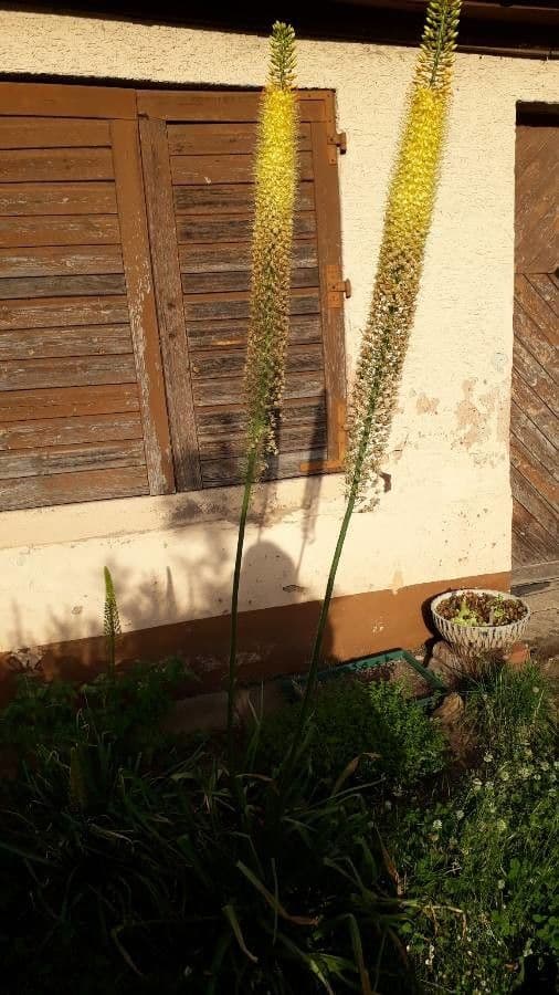 Eremurus 9