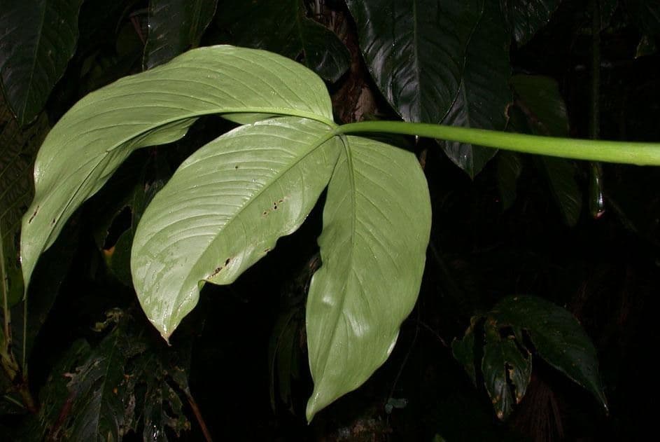 Filodendro tripartito 16