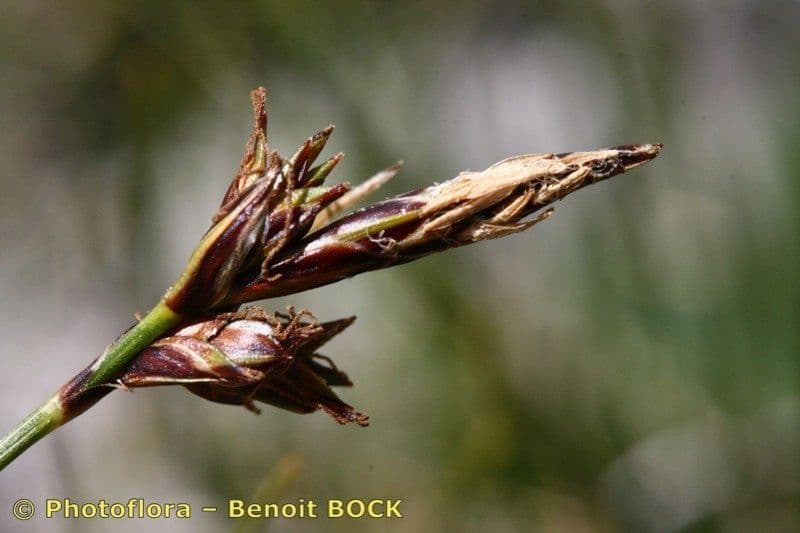 Carex mucronata 5