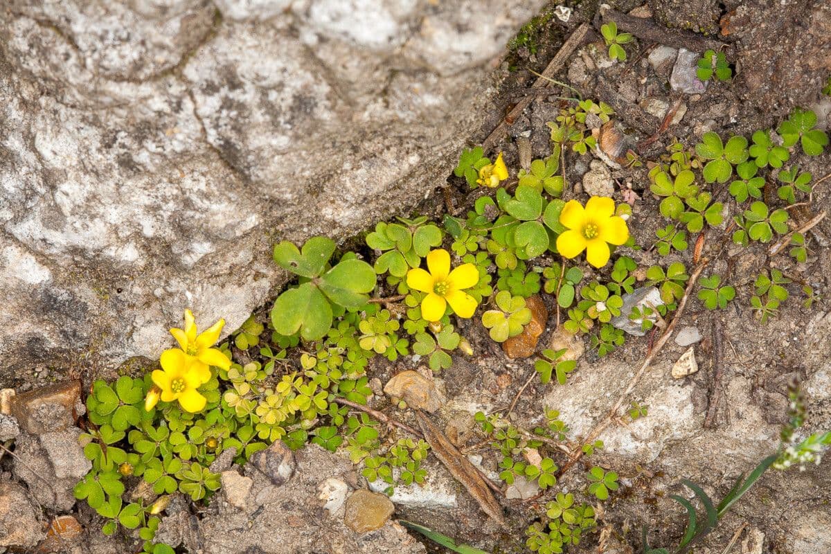 Acetosa esile