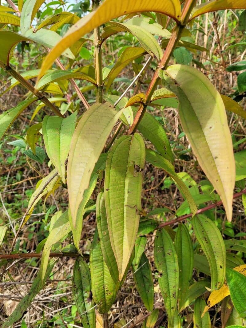 Miconia 8